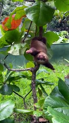 Baby Sloth Makes Adorable Noises