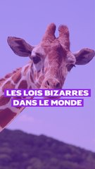 Les lois les plus bizarres dans le monde