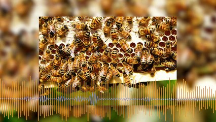 Silvère Bru apiculteur à Grans invité sur maritima radio