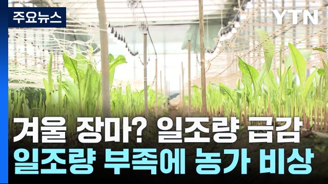 겨울 장마? 일조량 급감...농가 '직격탄' / YTN