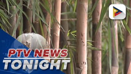 Bamboo or wonder grass has many uses