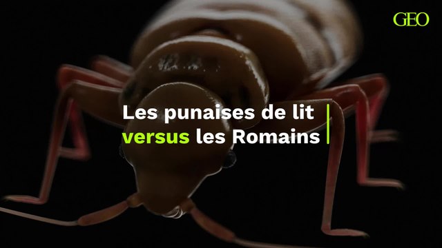 Les punaises de lit, un véritable fléau pour les Romains de Vindolanda