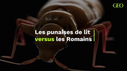 Les punaises de lit, un véritable fléau pour les Romains de Vindolanda