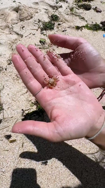 Holding A Tiny Crab