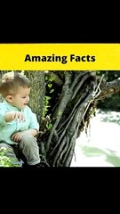 Top 3 Amazing Facts Awesome#facts #shorts#FactBeast #viral #hindifacts