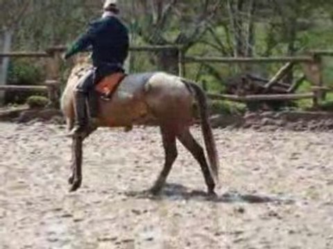 équitation éthologique : monter à cheval
