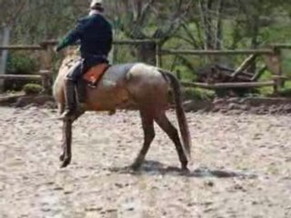 équitation éthologique : monter à cheval