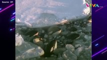 Terjebak Cairan Es, Para Paus Orca Berjuang