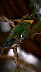 Swallow-tailed Bee-eater Facts