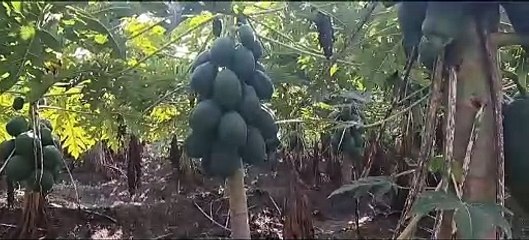 Created identity in the village by innovating in horticulture, became a source of inspiration