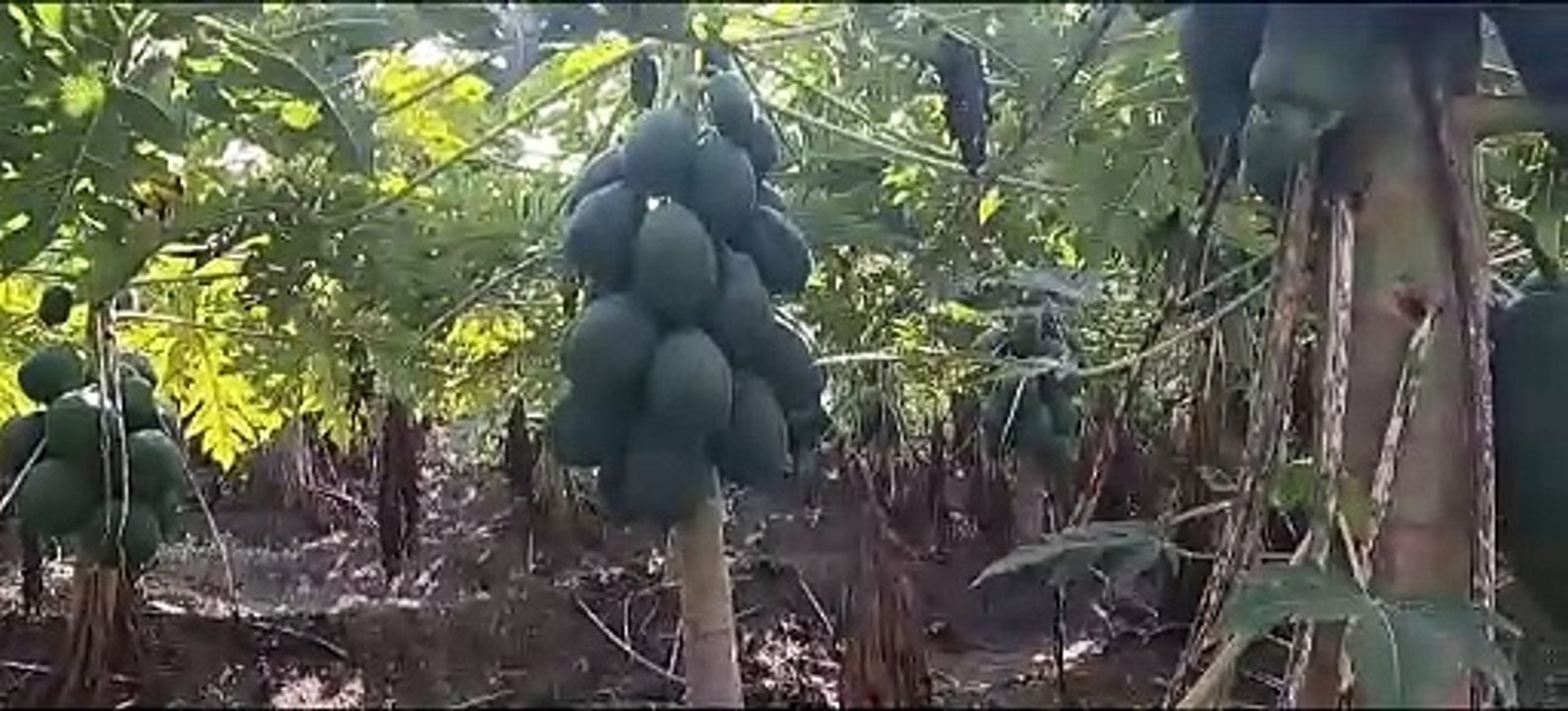 Created identity in the village by innovating in horticulture, became a source of inspiration