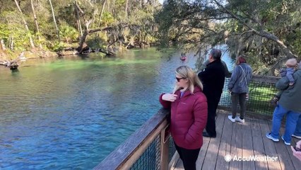 Manatees are making a comeback in Florida