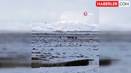 Erzurum'da aç kalan domuz sürüsü köye indi