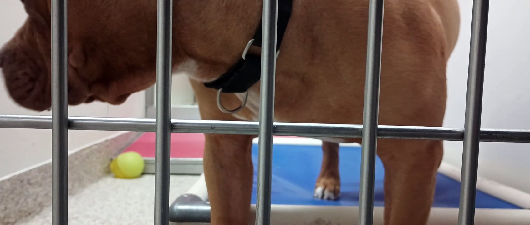 June 2y A809113 kennel 165 PACC shelter VID_20240209_122942332