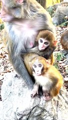 Baby Funny Mankey Short, Funny Mankey Short, Animals Funny Video, Wild Animals Video, Mankey Short #Animalsvideo#Funnyvideo#Mankeyvideo