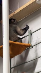 A Monkey Learns To Build