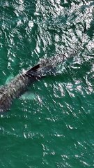 Massive Basking Shark Approaching the Beach