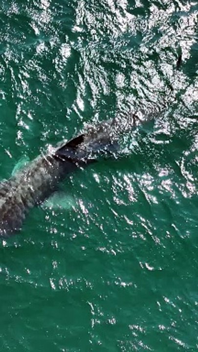 Massive Basking Shark Approaching the Beach