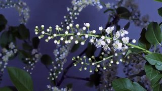 Time-Lapse_ Flower Blooming