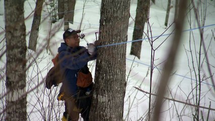 topo erables coulent fevrier