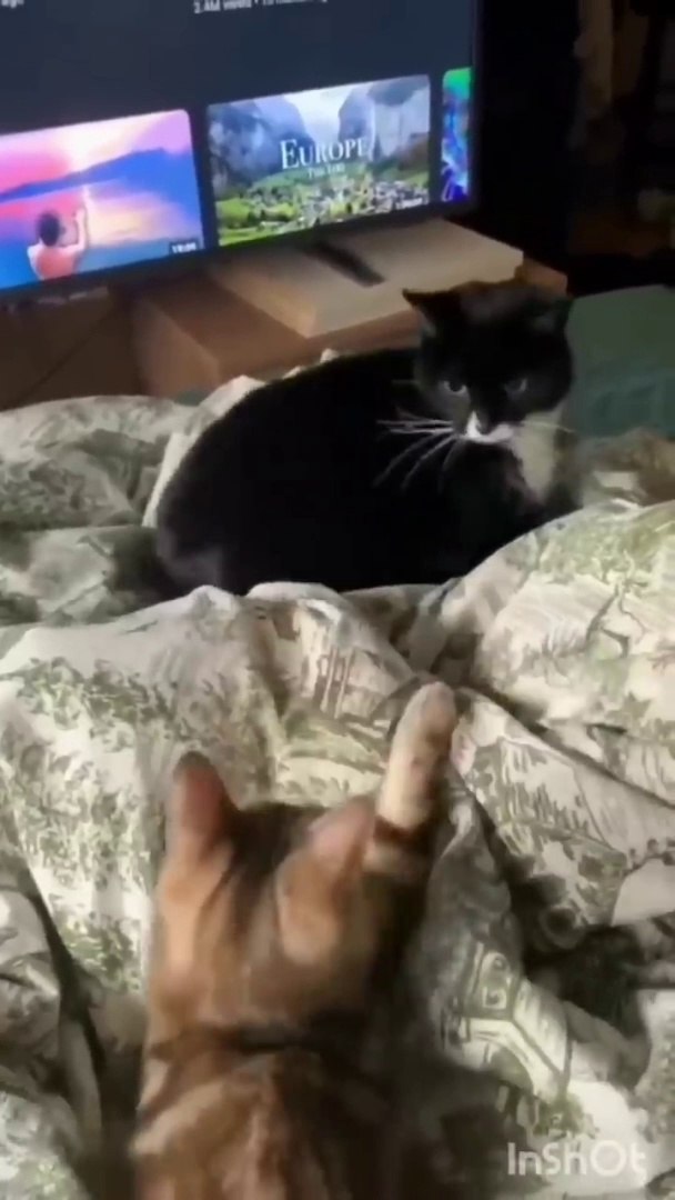 ⁣Funny animals hub,funny animals club , funny animals dancing , funny animals fighting