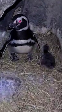 Nasceu o primeiro pinguim no Oceanic Aquarium, em Balneário Camboriú