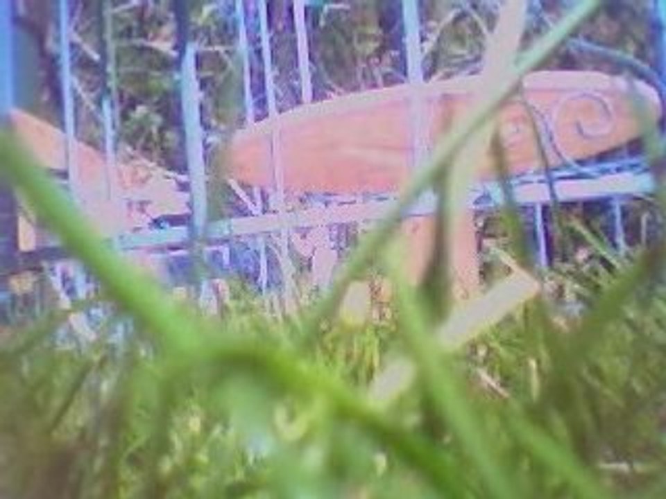 Shadow dans l'herbe