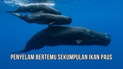 Momen Terepik Ketika Penyelam Bertemu Dengan Sekumpulan Ikan Paus