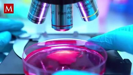 Investigadores de la ANU desvelan el potencial de las células B atípicas en la inmunidad contra la malaria