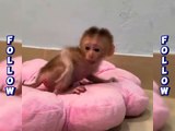Baby monkey looking for milk