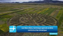 Les Waru Waru, technique agricole andine contre la crise climatique