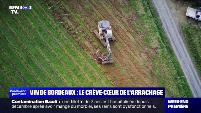 Tout ça va disparaître : les agriculteurs de Gironde ont débuté l'arrachage des vignes