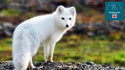 Animals Thriving in -60°C Winter Conditions