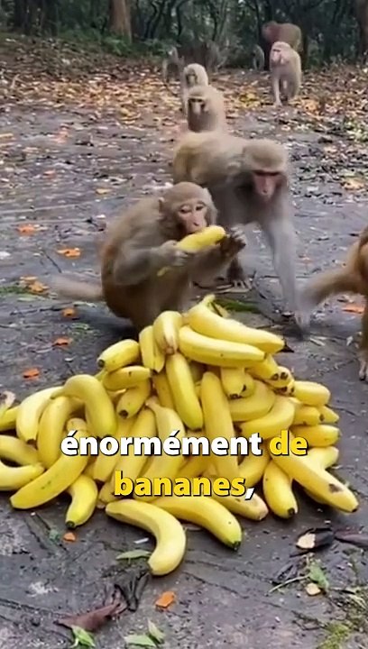 Cette ASTUCE pour OUVRIR une BANANE FACILEMENT n'est pas VRAIMENT une BONNE IDÉE !
