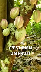 Le CHOCOLAT n'est PAS FAIT pour être CONSOMMÉ !?