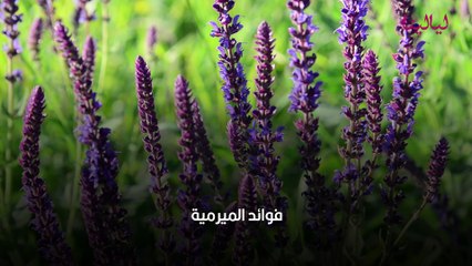 فوائد الميرمية للتنحيف