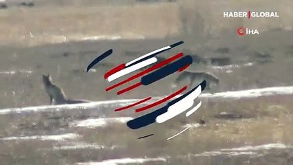 Kars'ta eşine kur yapan tilki kameraya böyle yakalandı