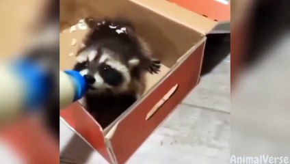 Dogs and Cats That Will Make Your Day Better