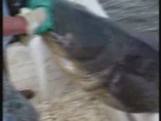 La traque des silures geantes