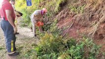 Corpo de Bombeiros é mobilizado para fazer retirada de galhos na rodovia BR-163