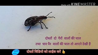 Amazing video documentary of insects | #insects | kide | kida