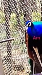 #peacock #bird #shortsyoutube #decent #shorts
