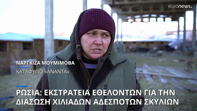 Ρωσία: Εκστρατεία εθελοντών για να σωθούν χιλιάδες αδέσποτα σκυλιά από την ευθανασία