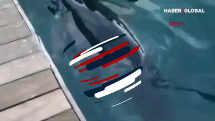 Yer: Fethiye! Kıyıya kadar yanaştı, vatandaşlar şaşkınlıkla izledi!