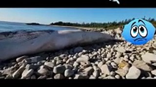 shorts895 Dead Whale Washes Ashore whale