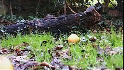 Massive Engines with Chris Barrie - 103 [couchtripper][U]