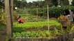@ Green Above & Beyond_ The Urban Agriculture Revolution