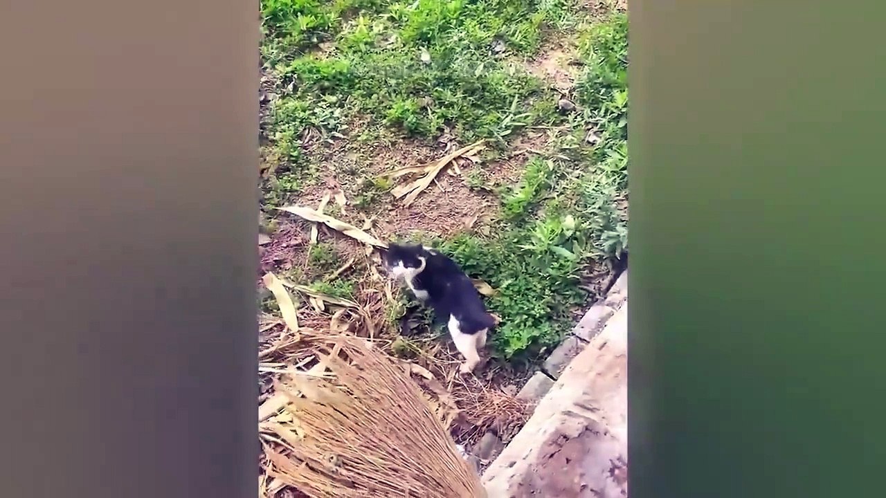 funny cat and dogs 2.mp4