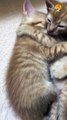 cutest cats cuddling| cute kittens cuddling videos| cute cats