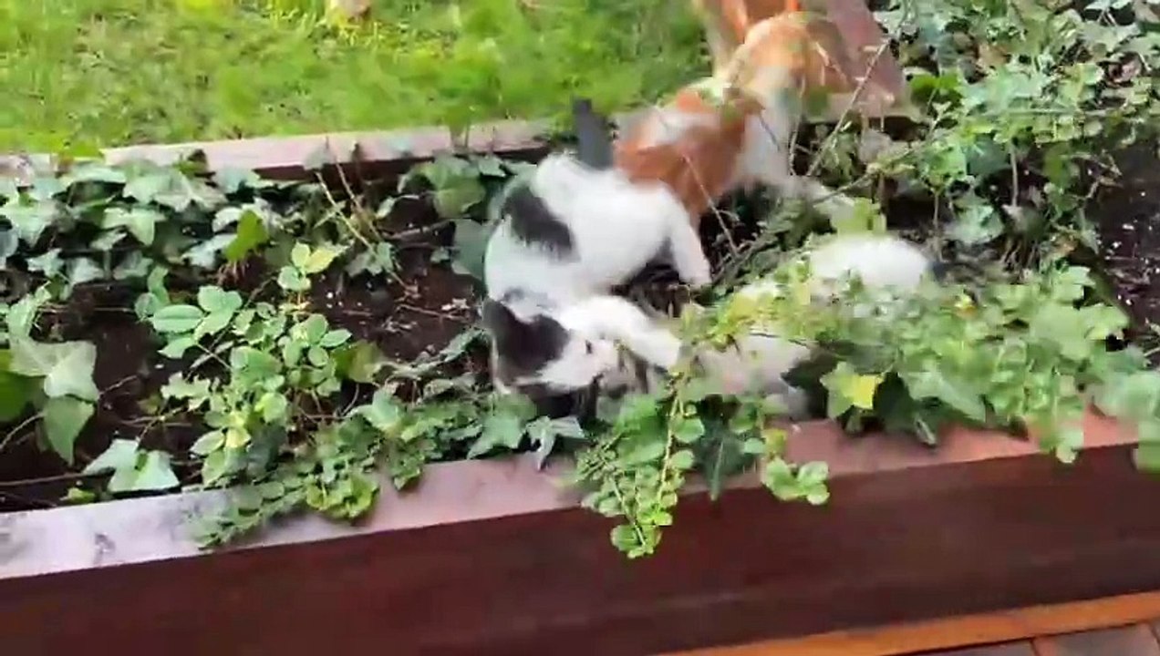 Animals videos - animals sound - funny cats dog elephant chicken Animals Sounds funny cats